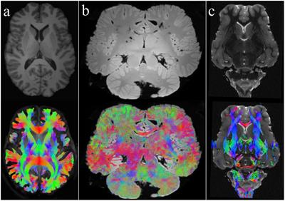 Beyond the surface: how ex-vivo diffusion-weighted imaging reveals large animal brain microstructure and connectivity